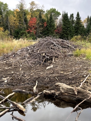 Beaver Lodge