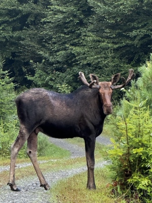 Bullwinkle