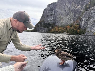 Duck on Boat