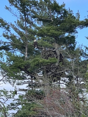 Eagle sitting high