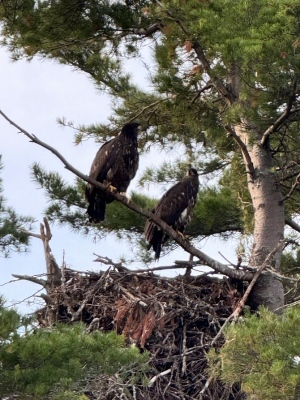 Juvenile Eagles