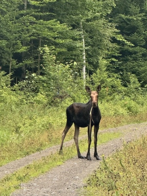 Moose Eating Grass
