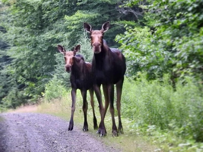 Moose Twins