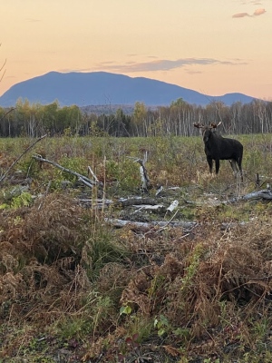 Moose at sunset