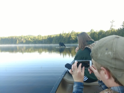 Moose on the water