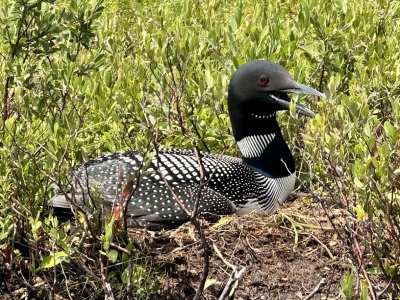Nesting Loon