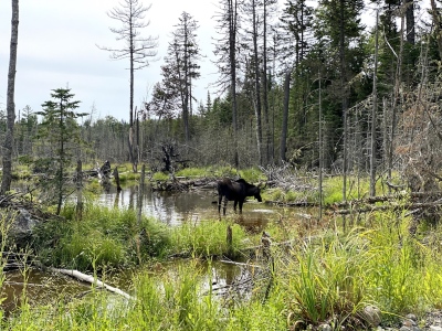 Northwoods Moose