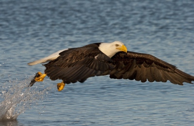 youngs-guide-service-cta-eagle-tours