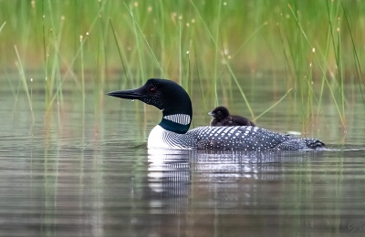 youngs-guide-service-cta-loon-tours