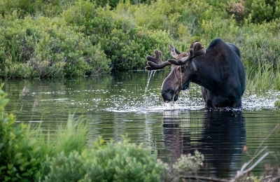 youngs-guide-service-cta-moose-safaris