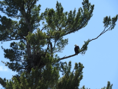 youngs-guide-service-eagles-0001