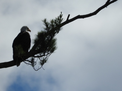 youngs-guide-service-eagles-0002