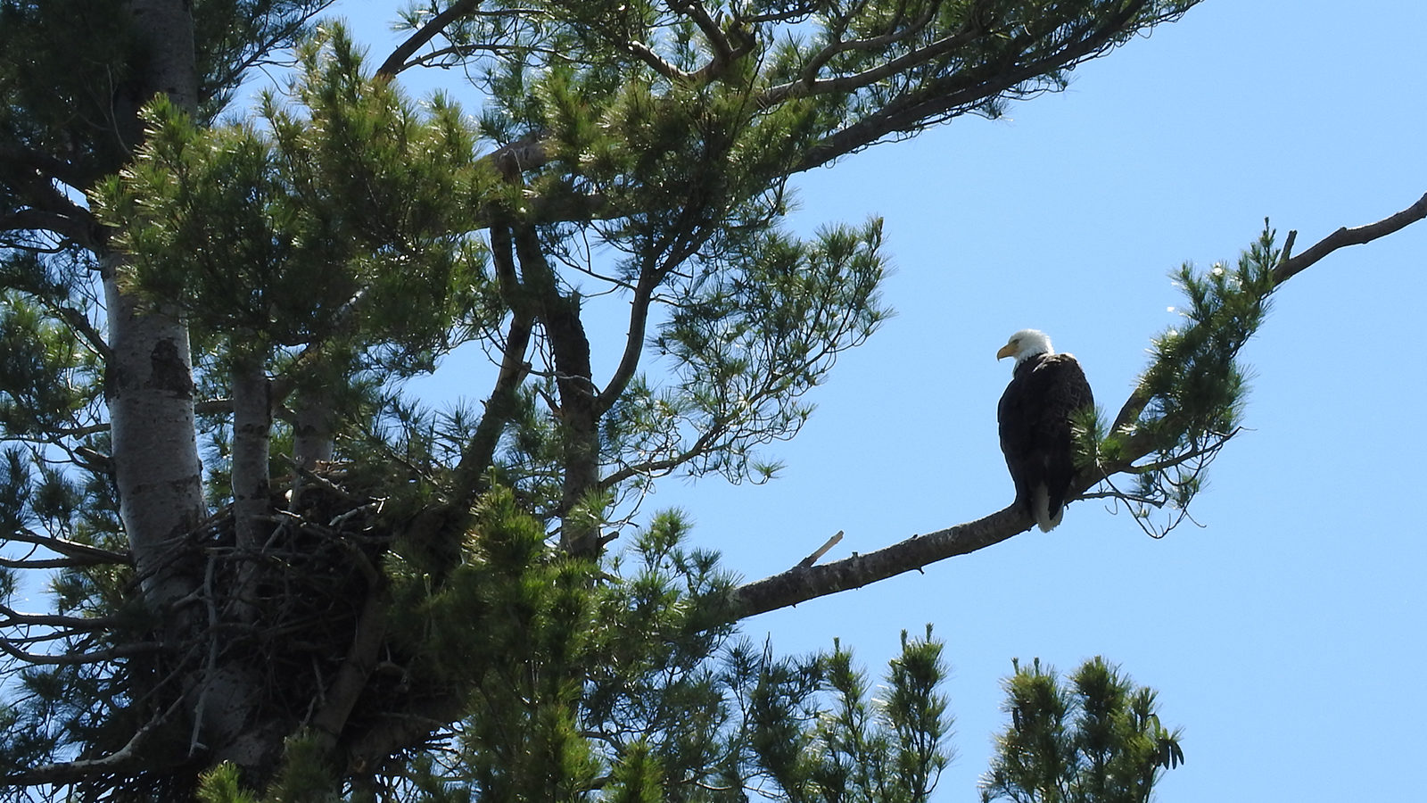 youngs-guide-service-featured-eagle-tour-01