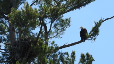 youngs-guide-service-featured-eagle-tour-01