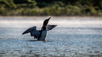 youngs-guide-service-featured-loon-tour-01