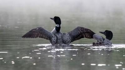 youngs-guide-service-featured-loon-tour-04