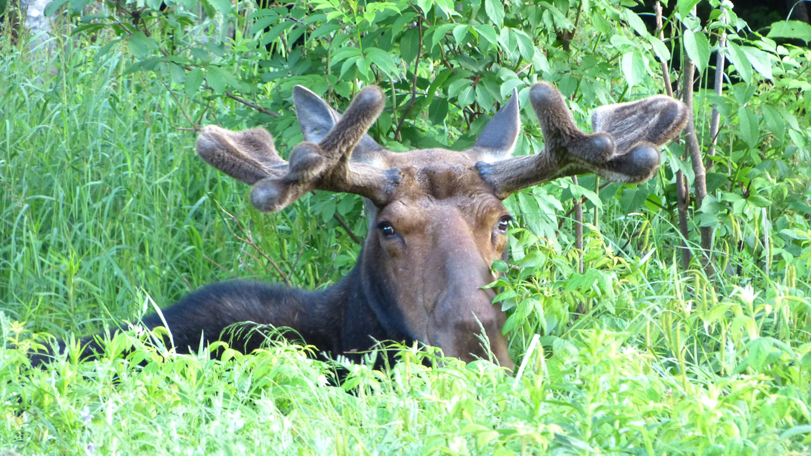 youngs-guide-service-featured-moose-safari-02