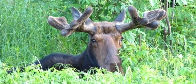 youngs-guide-service-featured-moose-safari-02