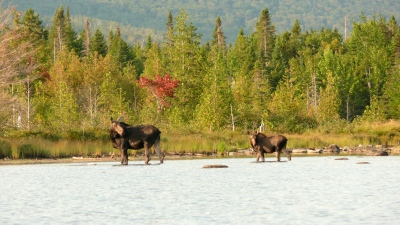 youngs-guide-service-featured-moose-safari-03