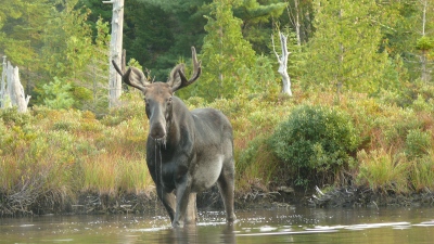 youngs-guide-service-featured-moose-safari-04
