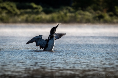 youngs-guide-service-loon-trips-0001