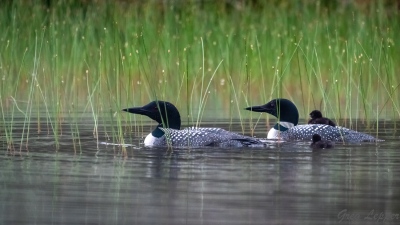 youngs-guide-service-loon-trips-0002