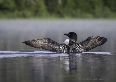 youngs-guide-service-loon-trips-0006