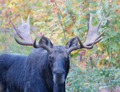 youngs-guide-service-moose-safari-0001