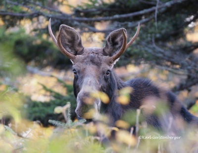 youngs-guide-service-moose-safari-0002