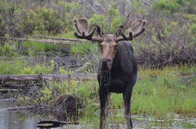 youngs-guide-service-moose-safari-0003