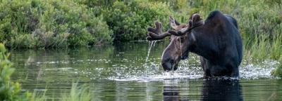 youngs-guide-service-moose-safari-0006