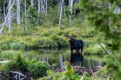 youngs-guide-service-moose-safari-0007