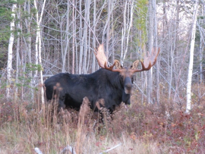 youngs-guide-service-moose-safari-0008