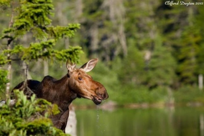 youngs-guide-service-moose-safari-0010