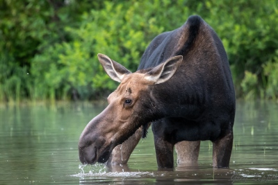 youngs-guide-service-moose-safari-0011
