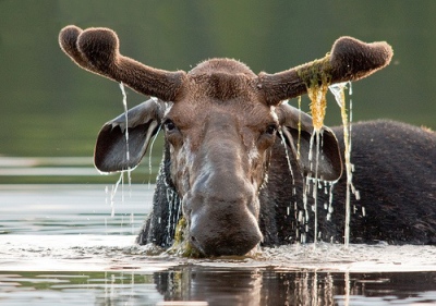 youngs-guide-service-moose-safari-0016