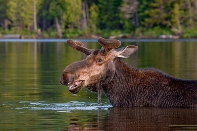 youngs-guide-service-moose-safari-0017