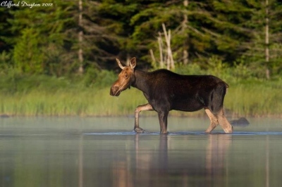 youngs-guide-service-moose-safari-0018