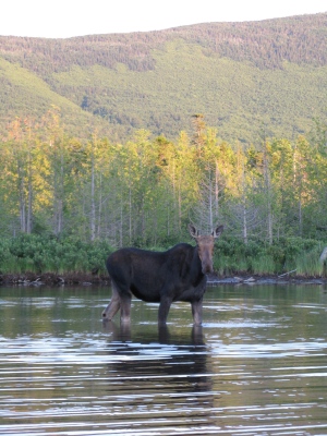 youngs-guide-service-moose-safari-0019