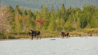 youngs-guide-service-moose-safari-0023