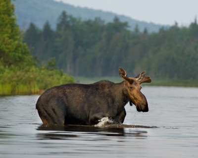 youngs-guide-service-moose-safari-0025