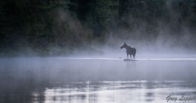 youngs-guide-service-moose-safari-0026