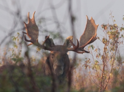 youngs-guide-service-moose-safari-0027