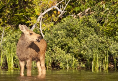 youngs-guide-service-moose-safari-0031