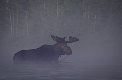 youngs-guide-service-moose-safari-0032