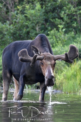 youngs-guide-service-moose-safari-0033
